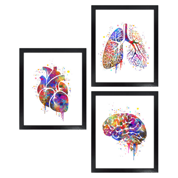 Dignovel Studios Unframed (Set of 3) Human Anatomy Watercolor art print set Heart Lung Brain wall prints dnc23