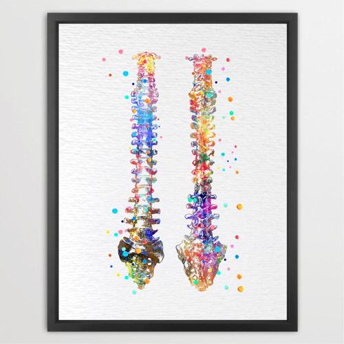 Dignovel Studios Unframed Human Spine Bone Anatomy Medical Art Doctor Watercolor Art Print Wall Art Poster Home Decor Hanging DN529