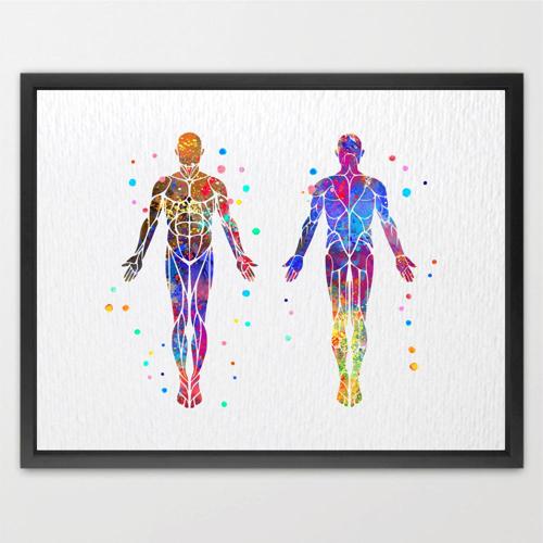 Dignovel Studios Unframed Muscular System Human Body Muscle Anatomy Watercolor Art Print Wall Art Poster Home Decor Hanging DN532