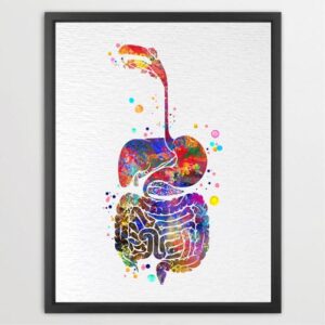 Dignovel Studios Unframed Digestive System Human Anatomy Medical Art Science Doctor Clinic Hospital Watercolor Art Print Wall Art Poster Home Decor Hanging DN719