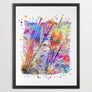 Dignovel Studios Unframed Epidermis Watercolor Science Art Skin Histology Dermatology Art Skin Cell Medical Art Dermatologist Medical Clinic Watercolor Art Print Wall Art Poster Home Decor Hanging DN728