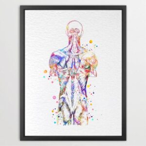 Dignovel Studios Unframed Back Muscle Human Anatomy Art Watercolor Medical Art Science Orthopedic Surgery Skeleton Print Chiropractor Clinic Office Watercolor Art Print Wall Art Poster Home Decor Hanging DN737