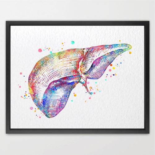 Dignovel Studios Unframed Liver Anatomy Human Organs Gastroenterology Clinic Art Liver Poster Art Medical Science Watercolor Art Print Wall Art Poster Home Decor Hanging DN785