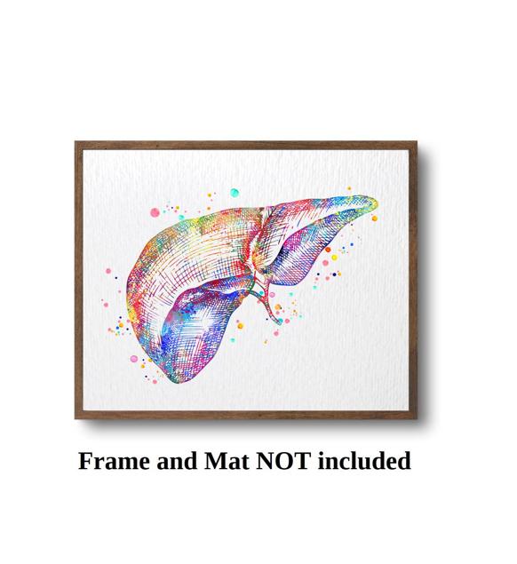 Dignovel Studios Unframed Liver Anatomy Human Organs Gastroenterology Clinic Art Liver Poster Art Medical Science Watercolor Art Print Wall Art Poster Home Decor Hanging DN785 - Image 3