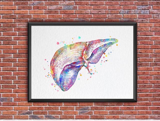 Dignovel Studios Unframed Liver Anatomy Human Organs Gastroenterology Clinic Art Liver Poster Art Medical Science Watercolor Art Print Wall Art Poster Home Decor Hanging DN785 - Image 7