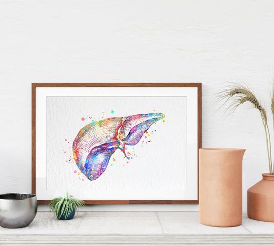 Dignovel Studios Unframed Liver Anatomy Human Organs Gastroenterology Clinic Art Liver Poster Art Medical Science Watercolor Art Print Wall Art Poster Home Decor Hanging DN785 - Image 8