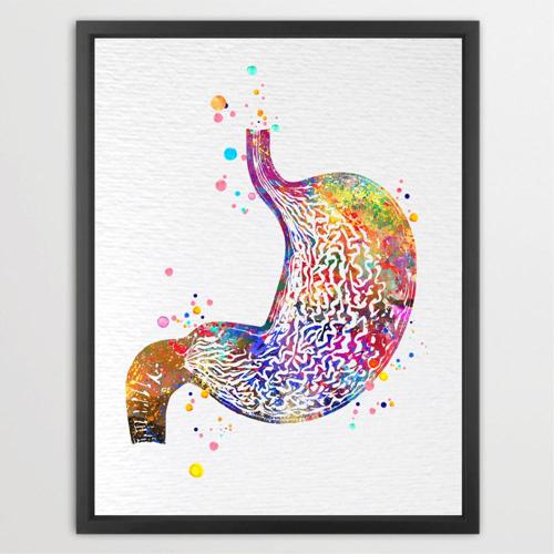Dignovel Studios Unframed Stomach Human Anatomy Human Organs Gastrointestinal Clinic Gastroenterology Medical Science Gastroenterologist Watercolor Art Print Wall Art Poster Home Decor Hanging DN786
