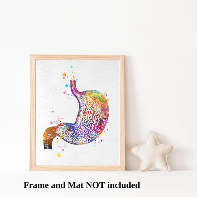 Dignovel Studios Unframed Stomach Human Anatomy Human Organs Gastrointestinal Clinic Gastroenterology Medical Science Gastroenterologist Watercolor Art Print Wall Art Poster Home Decor Hanging DN786 - Image 3