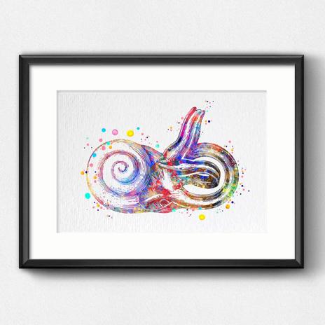 Dignovel Studios Unframed Inner Ear Labyrinth Human Anatomy Audiologist Audiology Ear Diagram Medical Science Human Organs Watercolor Art Print Wall Art Poster Home Decor Hanging DN791 - Image 6