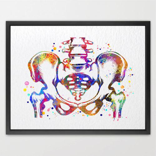 Dignovel Studios Unframed Pelvis and Vertebrae Sacrum Hip Anatomy Watercolor Art Print Orthopedic Skeletal System Spine Chiropractic Watercolor Art Print Wall Art Poster Home Decor Hanging DN888