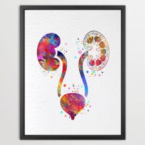 Dignovel Studios Unframed Urinary Tract Watercolor Print Medical Art Print Medical Bladder Anatomy Art Clinic Office Watercolor Art Print Wall Art Poster Home Decor Hanging DN898
