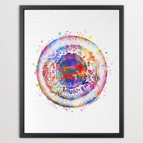 Dignovel Studios Unframed Iris Eye Anatomy Watercolor Art Print Human Eye Vision Optometrist Poster Medical Art Ophthalmology Watercolor Art Print Wall Art Poster Home Decor Hanging DN919