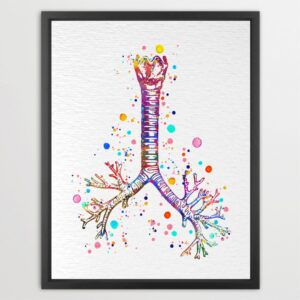 Dignovel Studios Unframed Respiratory System Anatomy Illustration Watercolor Art Print Medical Science Doctor Classroom Office Home Home Hanging DN1033